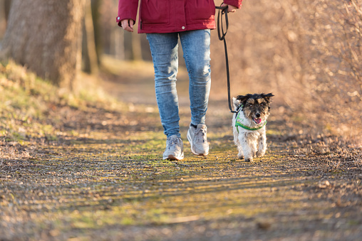 Woman is walking with a small obedient Jack Russell Terrier dog in the autumn forest