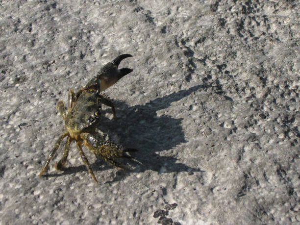 istock Close-up of a Crab on the Beach 1743065637