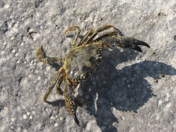 istock Close-up of a Crab on the Beach 1743065640