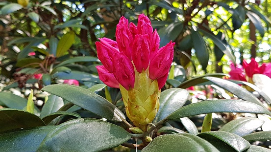 Young buds on rhododendron bushes are ready to grow into beautiful flowers in spring.