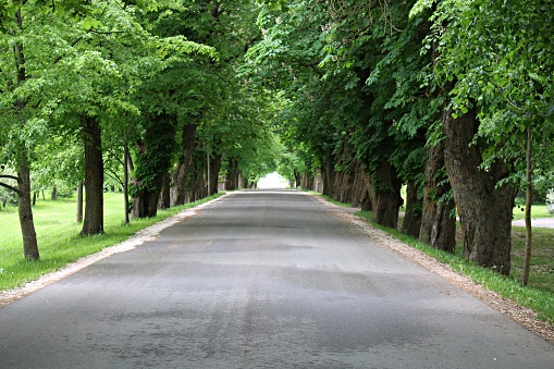 The road is covered with asphalt between the green crowns of trees stretching into the distance.