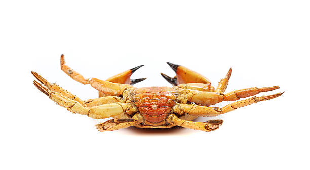 istock seafood red crab isolated on a white background 174306677