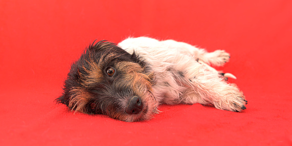 Cute Jack Russell Terrier dog mom in front of red background.