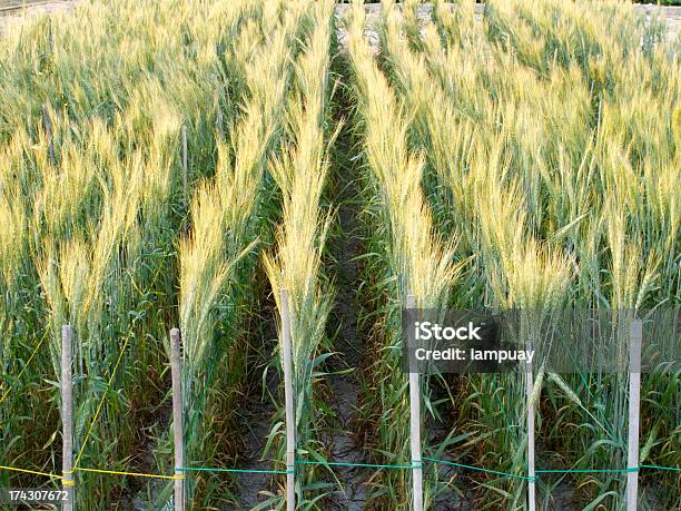 Verde Campo De Cebada Foto de stock y más banco de imágenes de Agricultura - Agricultura, Aire libre, Alimento