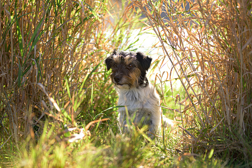 small handsome tricolor rough haired jack russell terrier dog in an autumnal environment