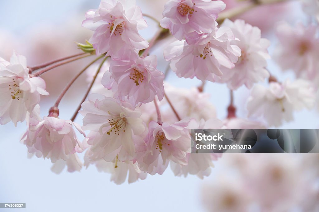 Japanische Kirschblüten  - Lizenzfrei Ast - Pflanzenbestandteil Stock-Foto