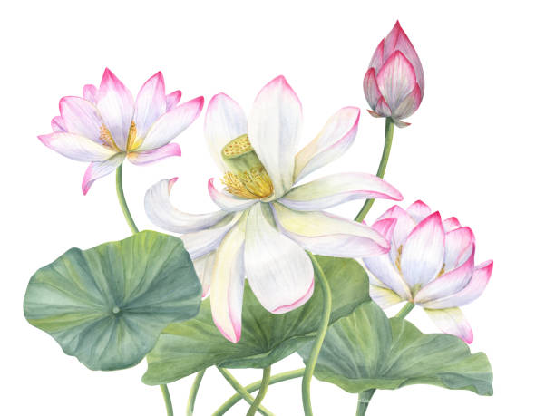 istock Pink Lotus composition. Bud, Leaf, exotic Flower. Delicate blooming Water Lilies among green leaves. Watercolor illustration isolated on white background. For cosmetics packaging, stationery 1743094598