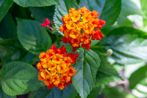 This image shows a full frame macro texture background of colorful red and yellow lantana camara flowers in bloom.