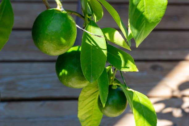 This image shows a close-up abstract view of three lemons beginning to mature on the branch of an outdoor potted Meyer lemon tree.