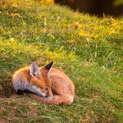 Fox cub napping with one eye open in the evening sun