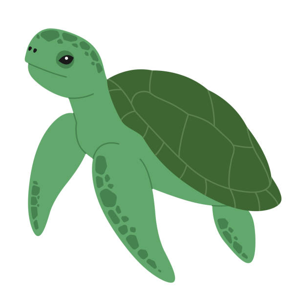 Cute green turtle. Sea and ocean animal. Underwater life. Childish tortoise character. Vector flat illustration isolated on white background Cute green turtle. Sea and ocean animal. Underwater life. Childish tortoise character. Vector flat illustration isolated on white background sea turtle clipart stock illustrations