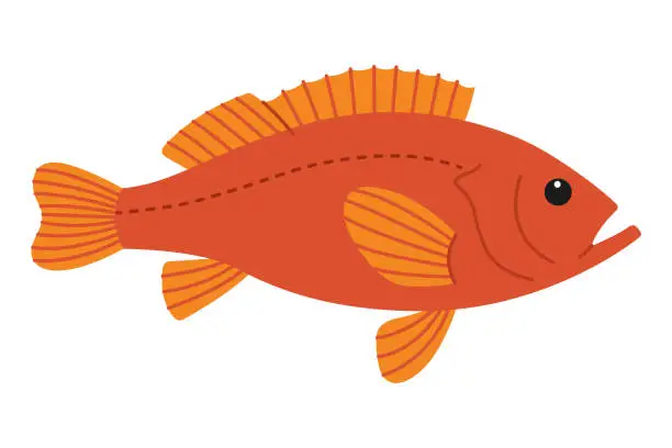 Vector illustration of Cute orange sea bass. Sea and ocean fish. Underwater life. Childish rockfish character. Vector flat illustration isolated on white background