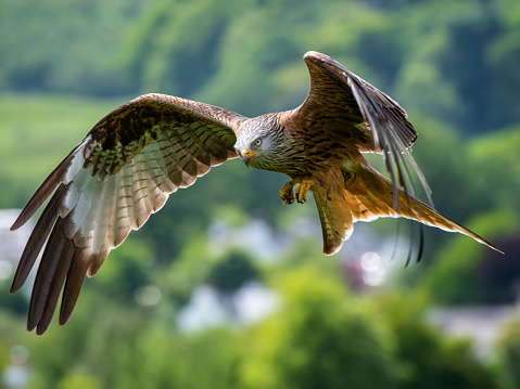 Red Kite in flight