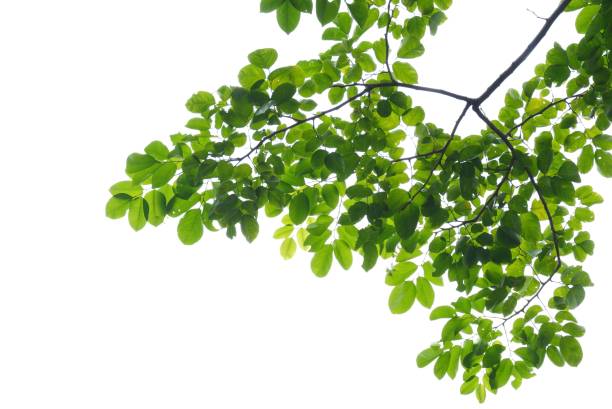 istock A Tropical tree with leaves branches and sunlight, on white isolated background for green foliage backdrop 1743111430
