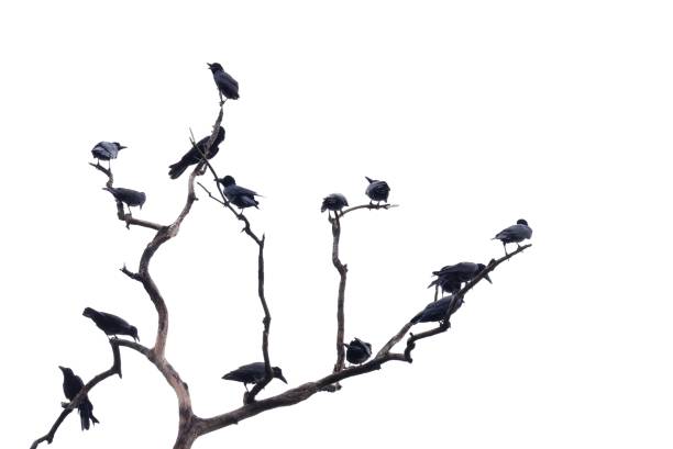 istock In selective focus a group of black crows sitting on dead tree trunk,white isolated background with copy space 1743111952