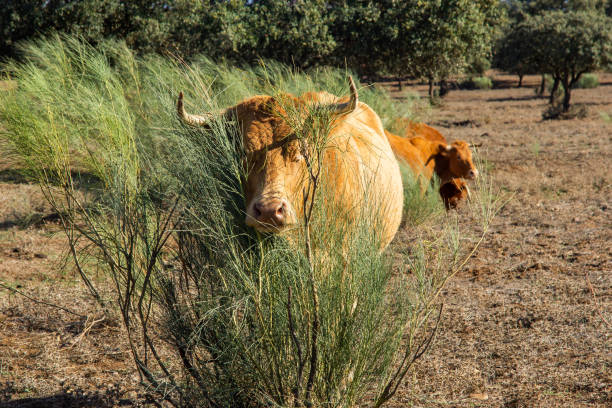 istock Nature scene: Red cow peeking shyly from the bush. 1743112020