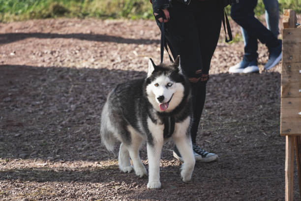 istock Husky dog on a leash with its owner for a walk. 1743113166