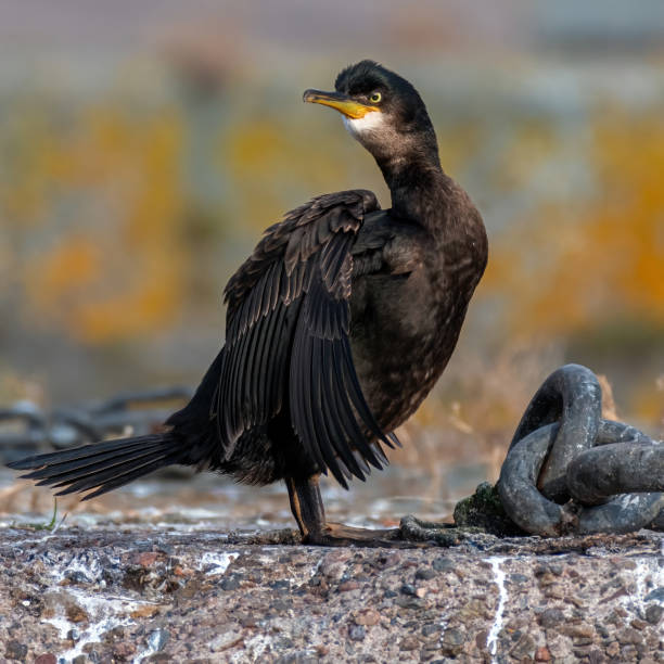 el cormorán - cormorán moñudo fotografías e imágenes de stock