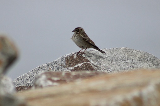 A lark sparrow perched on the boulders along the coast in Cape Forchu, NS.