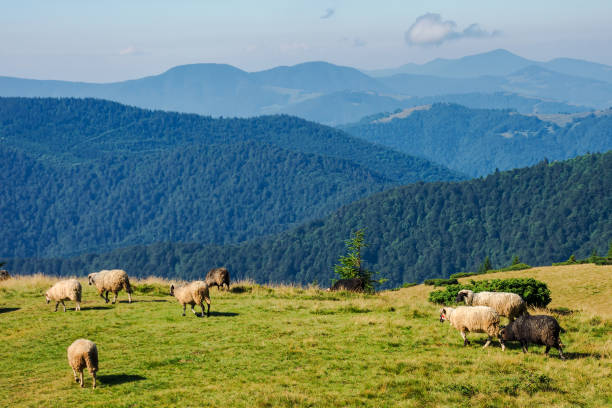 istock sheep herd on the grassy slopes and meadows 1743117059