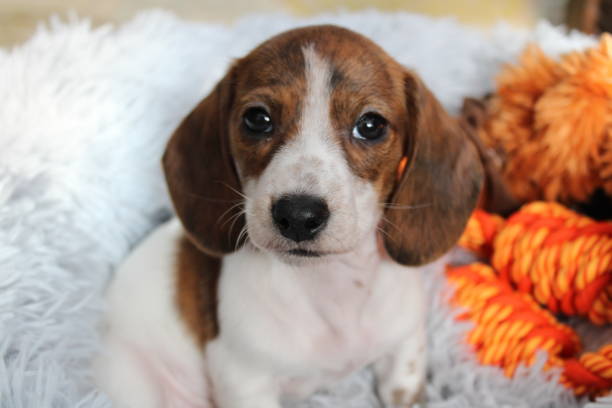 cucciolo di doxie - dachshund foto e immagini stock