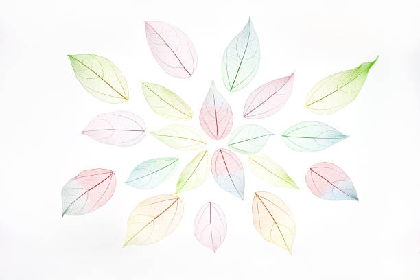 istock Mandala pattern made of multicolor, transparent leaves skeleton with a beautiful texture. Pastel color leaves background texture. Selective focus. copy space. Season concept 1743121528