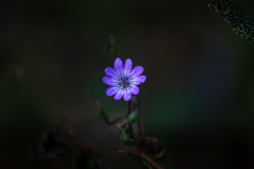 Alone purple flower in the dark