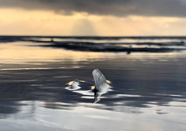an open shell in low tide, beach of island of Föhr, North Sea, Germany