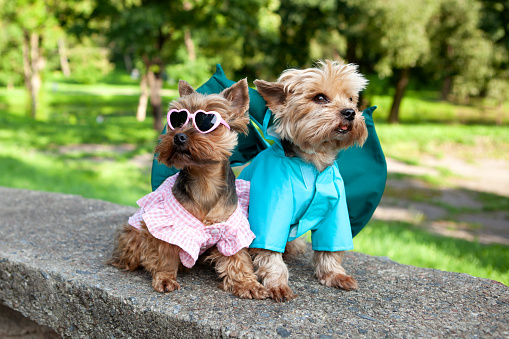 Two cute dogs, Yorkshire terrier breed, one of them dressed in a dragon costume with horns and wings, the second in a pink dress, in an open space, against a blurred background of natural greenery.