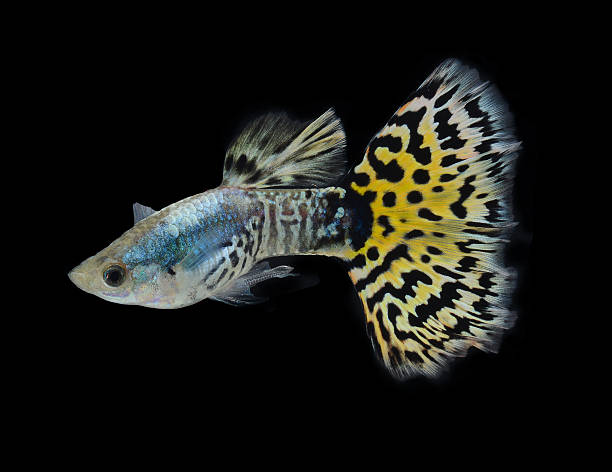 fish guppy pet isolated on black background stock photo