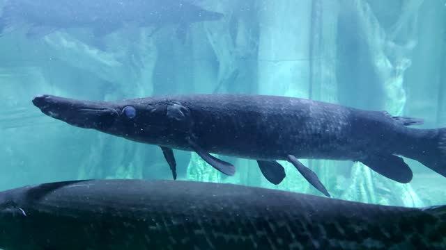 Alligator gar swims in aquarium