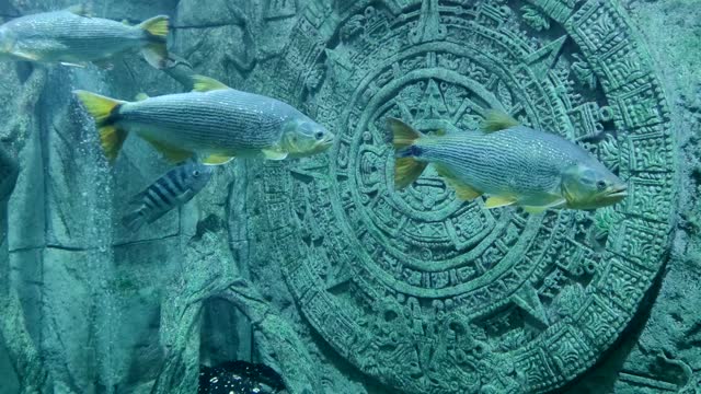 Aztec sun stone and swimming fish