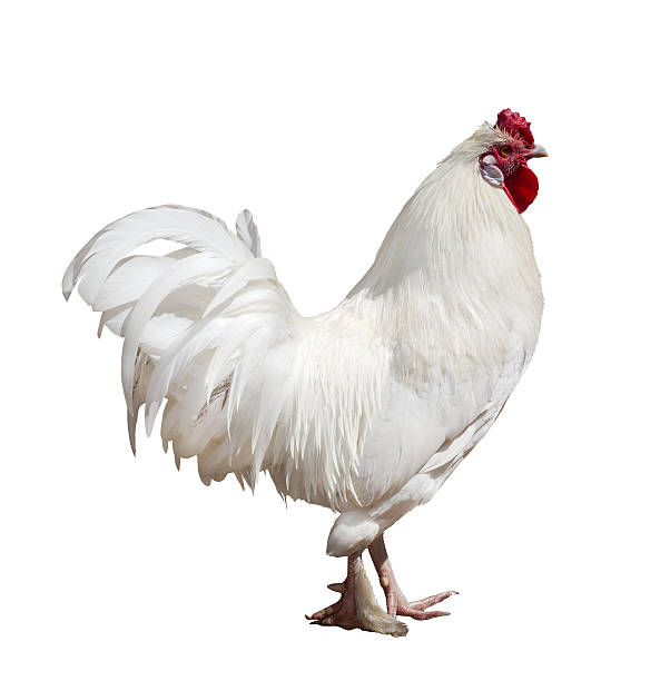 istock light color rooster isolated on white 174315750