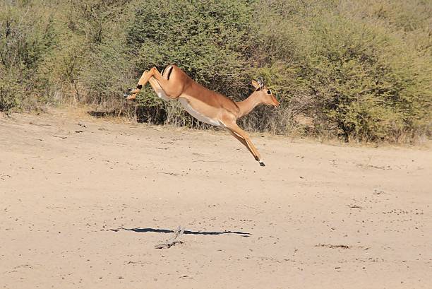 istock Impala Jump - Escaping from Danger in Africa 174316333