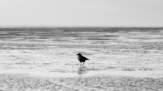 minimalism - crow in wadden sea - black and white, island of Foehr, North Sea, Germany. Winter time, minimalistic
