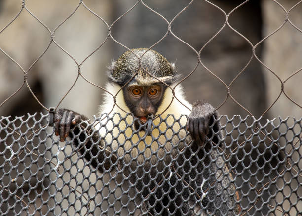 istock Diana monkey (Cercopithecus diana) Outdoors 1743167973