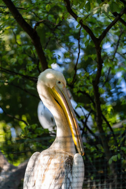istock Great white pelican (Pelecanus onocrotalus) Outdoors 1743168488