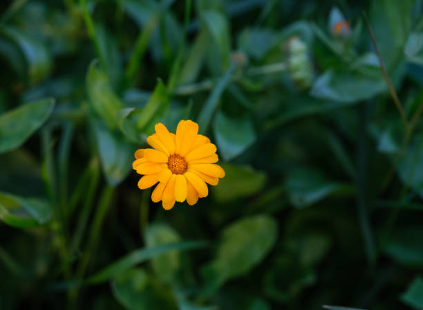 istock Single orange calendula flowering in nature 1743169570