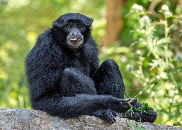 Siamang (Symphalabgus syndactylus)
