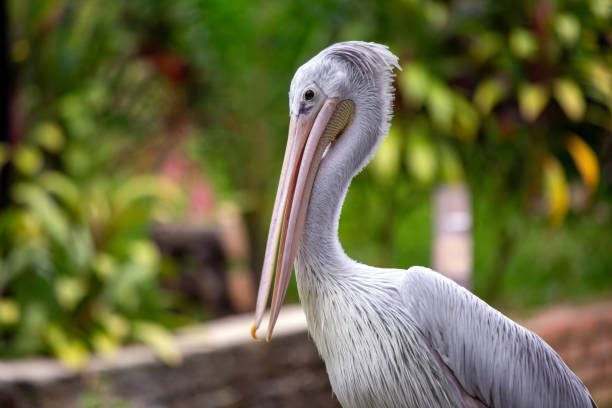 istock Pink-backed pelican (Pelecanus rufescens) spotted outdoors 1743170624