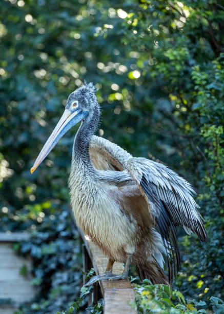 istock Spot-billed pelican (Pelecanus philippensis) Outdoors 1743170642