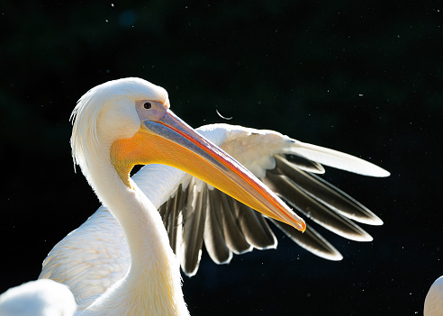 The great white pelican is one of the largest flying birds in the world. It is native to Africa, Asia, and Europe, and is found in wetlands, lakes, and rivers. Great white pelicans are social birds and live in flocks of up to several hundred individuals. They are skilled fishermen and can catch fish up to 6 feet long.
