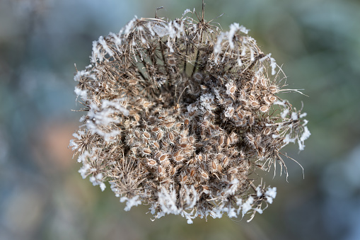 Close-up of a frozen flower of wild carrots. You can see the seeds with delicate tips. There are delicate ice crystals on the umbel. The background is green and blue.