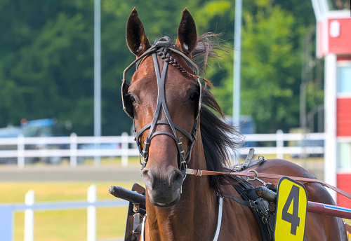 Details in the face of a racing horse