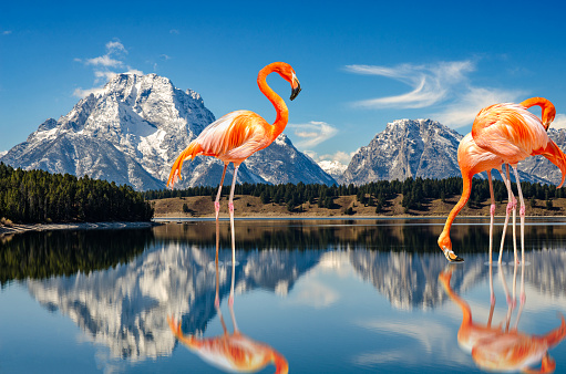 Digitally generated with my photographic images. Giant Pink Caribbean Flamingo: Phoenicopterus ruber Feeding on Jackson Lake in Front of the Teton Range.