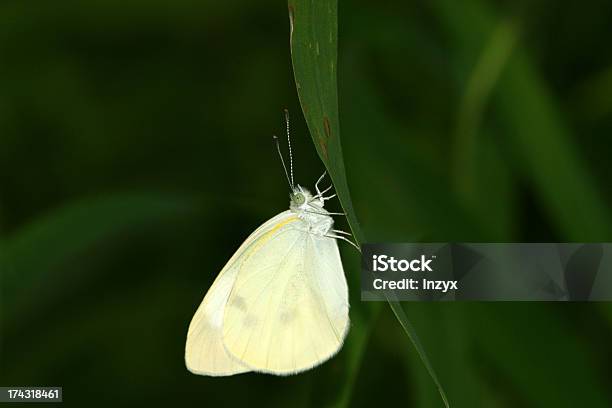 White Crataegi Auf Grünen Blatt In Der Wildnis Stockfoto und mehr Bilder von Alternative Medizin - Alternative Medizin, Bildhintergrund, Biologie