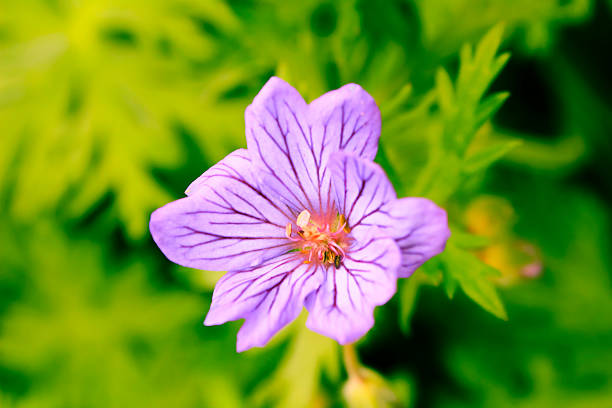 Single Geranium Flower stock photo