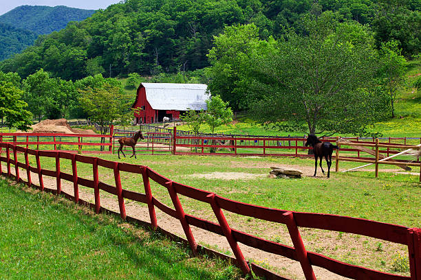 istock Baby Horses at a Farm 174318592