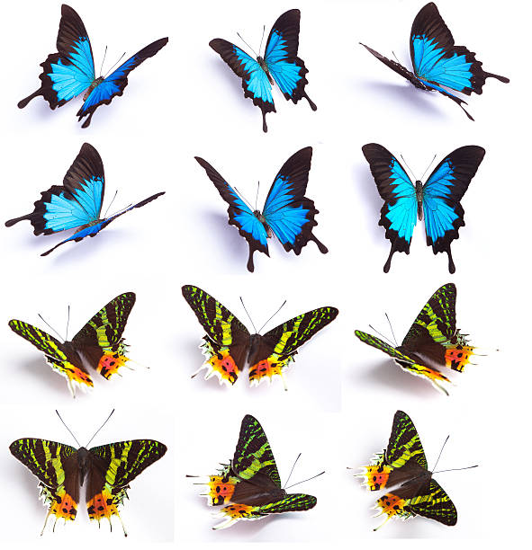 istock Set of 12 butterfly isolated on white background 174318957