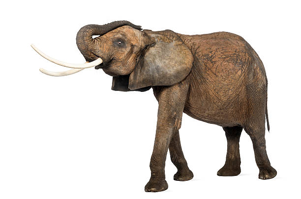 istock African elephant lifting its trunk, standing, isolated on white 174319295